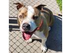 Adopt Cocoa FKA Mary Jane a American Staffordshire Terrier