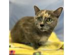 Adopt Sophia a Domestic Short Hair