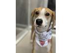 Adopt Mina a Hound, Mixed Breed