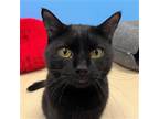 Adopt Pepper a Domestic Short Hair