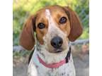 Adopt Mabel a Hound