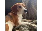 Adopt Lorelai a Beagle