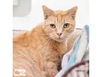 Adopt Gigi a Domestic Short Hair