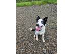 Adopt Aria a Border Collie, Husky