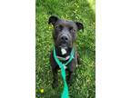 Adopt Missy a Mixed Breed