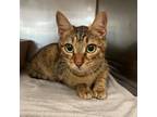 Adopt Eden a Domestic Short Hair