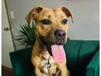 Adopt CHERRY a Pit Bull Terrier