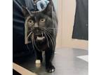 Adopt LAFFY TAFFY a Domestic Short Hair