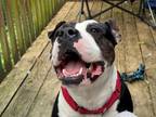 Adopt PETUNIA a Pit Bull Terrier