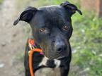 Adopt JACKIE a Pit Bull Terrier