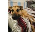 Adopt Gigi a German Shepherd Dog, Mixed Breed