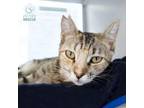 Adopt Blossom (and Buttercup) a Domestic Short Hair