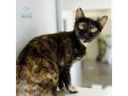 Adopt Buttercup (and Blossom) a Domestic Short Hair