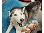 Adopt Belle - Bonded With Juneau a Siberian Husky