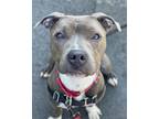 Adopt VENUS a Pit Bull Terrier