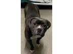 Adopt Stormy a Pit Bull Terrier