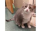 Adopt Buttercup a Domestic Short Hair