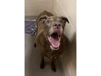 Adopt Nilla a Labrador Retriever, Pit Bull Terrier