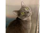 Adopt Vacuum a Domestic Short Hair