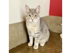 Adopt Misty a Domestic Short Hair