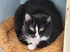 Adopt Maxine a Domestic Long Hair