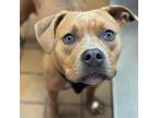 Adopt Rosie a Mixed Breed