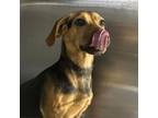 Adopt Skylar - Stray Hold 4/22 a Mixed Breed