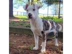 Adopt Lavender a Catahoula Leopard Dog