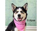 Adopt Eclipse a Husky