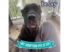 Adopt Betsy a Mixed Breed