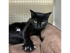 Adopt Truffles a Domestic Short Hair