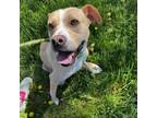 Adopt Butterscotch a Mixed Breed