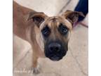 Adopt Brussel Sprouts a Boxer, Mixed Breed