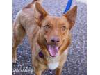 Adopt Noelle a Australian Kelpie, Shepherd