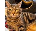 Adopt Bee a Domestic Short Hair