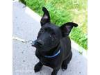 Adopt Selena a Belgian Shepherd / Malinois, Pit Bull Terrier