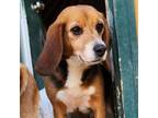 Adopt Cardamom a Beagle