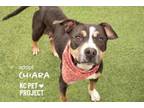 Adopt Chiara a Pit Bull Terrier, Mixed Breed