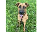 Adopt Clove a Mixed Breed