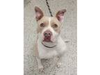 Adopt Diana a Pit Bull Terrier, Mixed Breed