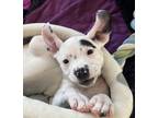 Adopt Lily a Pit Bull Terrier, Mixed Breed