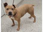 Adopt Haisley a Pit Bull Terrier, Mixed Breed