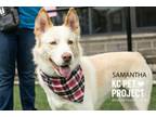 Adopt Samantha a Siberian Husky, Mixed Breed