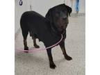Adopt Nellie a Rottweiler, Mixed Breed