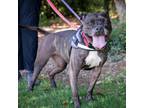 Adopt Zoe - Chino Hills Location a Pit Bull Terrier