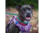Adopt Zoe - Claremont Location a Pit Bull Terrier