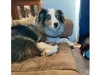 Adopt Alexis a Australian Shepherd