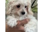 Maltipoo Puppy for sale in Sarasota, FL, USA