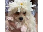 Maltipoo Puppy for sale in Sarasota, FL, USA