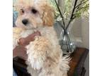 Maltipoo Puppy for sale in Sarasota, FL, USA